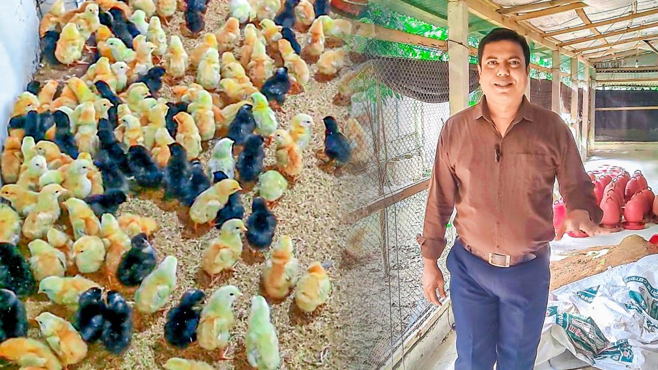 কালার বার্ড মুরগিকে কোন সময় কি ভ্যাকসিন দিতে হয় | Jamal Hossain Vlogs