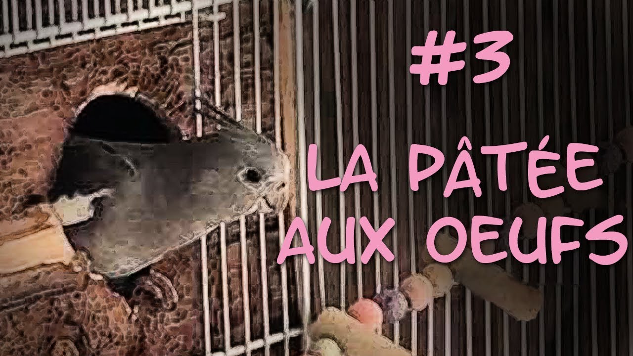 TUTO Reproduction #3: La pâtée aux oeufs (recette)