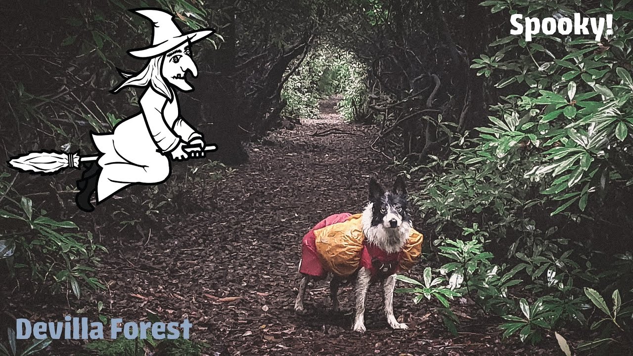 Devilla Forest | Hiking Spooky Scotland