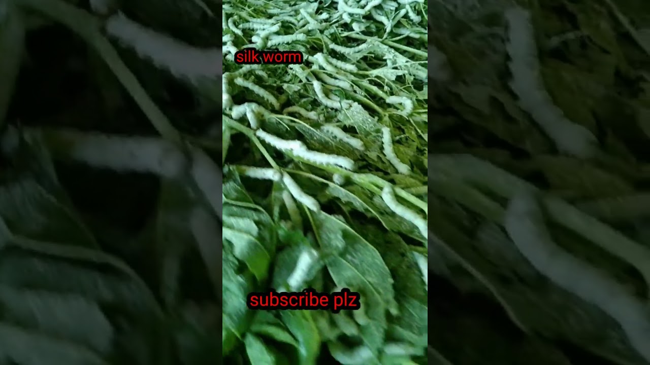 silk worm harvesting 