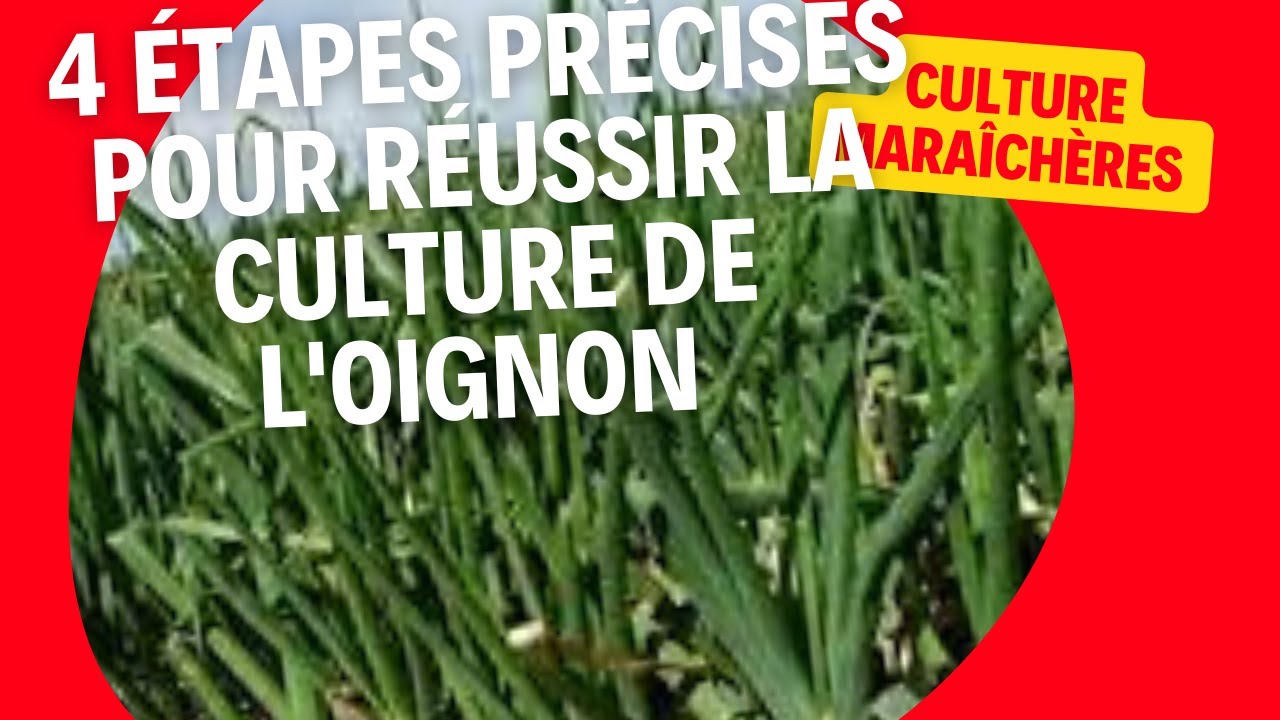 Culture maraîchères :les étapes pour réussir la culture de l'oignon