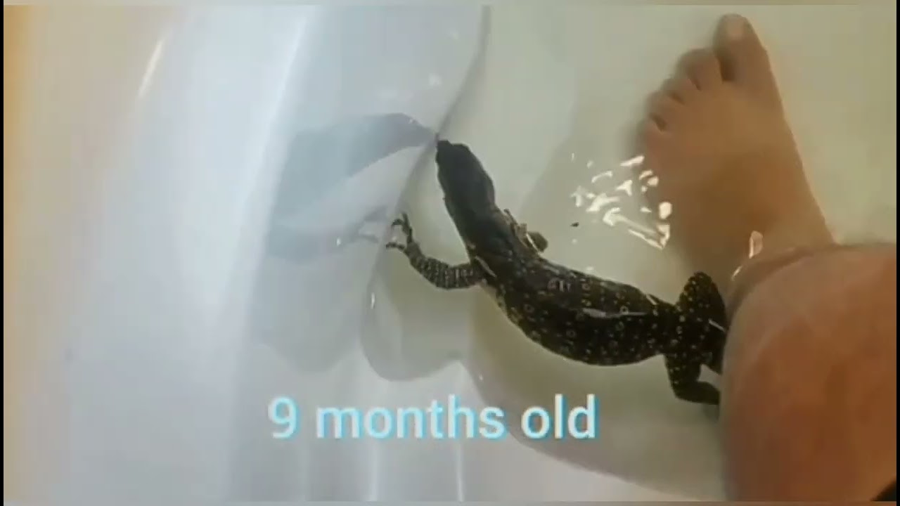 Asian Water Monitor 15 months growth rate (female)