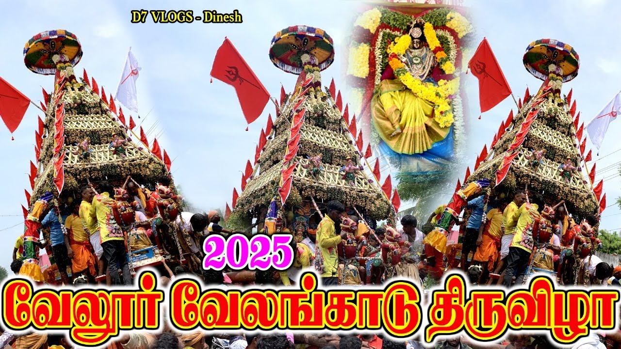 🥵🔥 Velangadu thiruvizha வேலங்காடு பொற்கொடி அம்மன் தேர் திருவிழா 2025 D7VLOGS-Dinesh