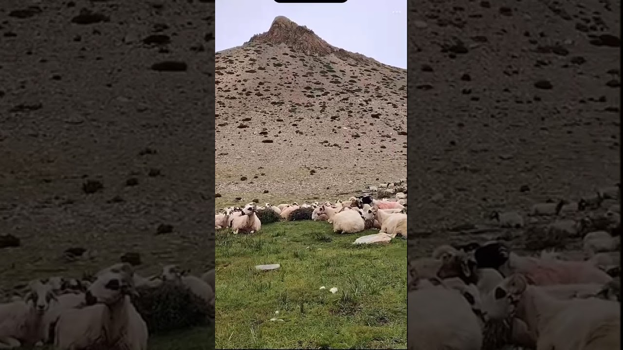 བོད་ཁ་བ་གངས་ཅན་པའི་གཡང་ལུག་བྲོམ་ཐང་ཤིག་ཤིག་ལུག་རྫི་གླུ་ཆུང་སྐྱུར་རེ་སྣང་བ་སྐྱིད་པོ།