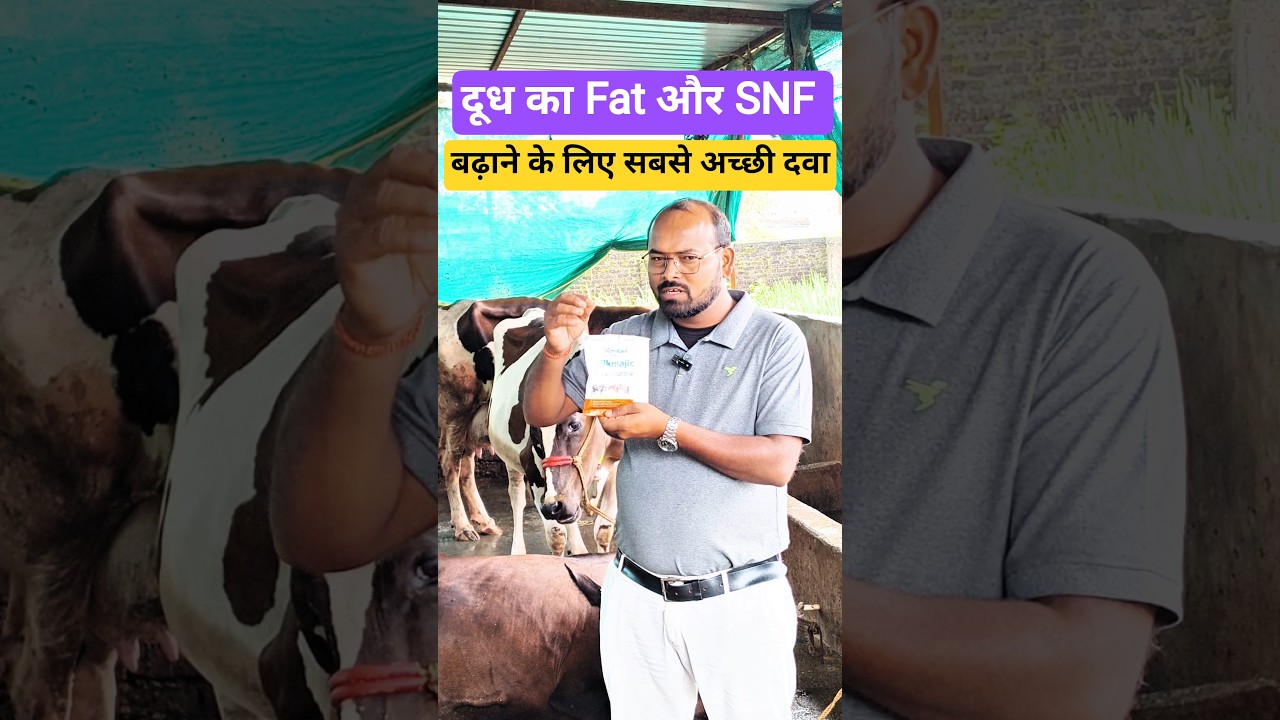 What Increases MILK FAT and SNF Naturally?#cow #animals