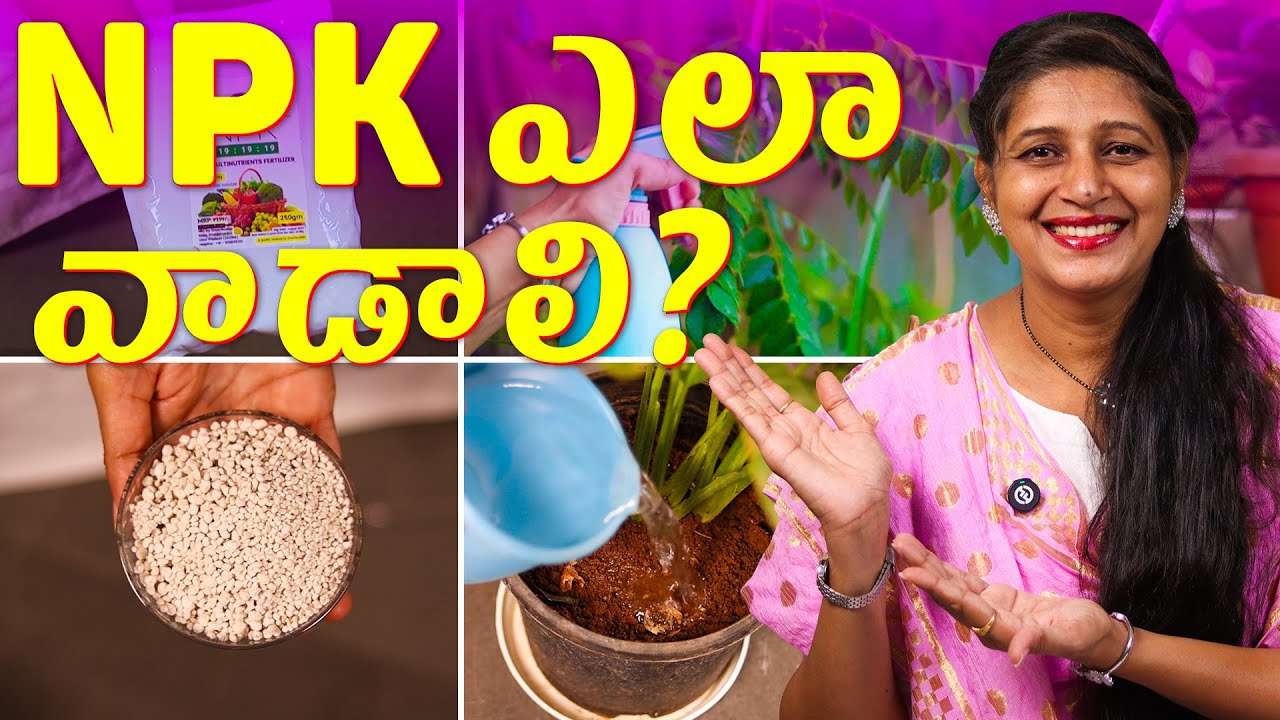 🔴How to use NPK Correctly | Powder, Granules, Organic & Chemical NPK Explained 🌿