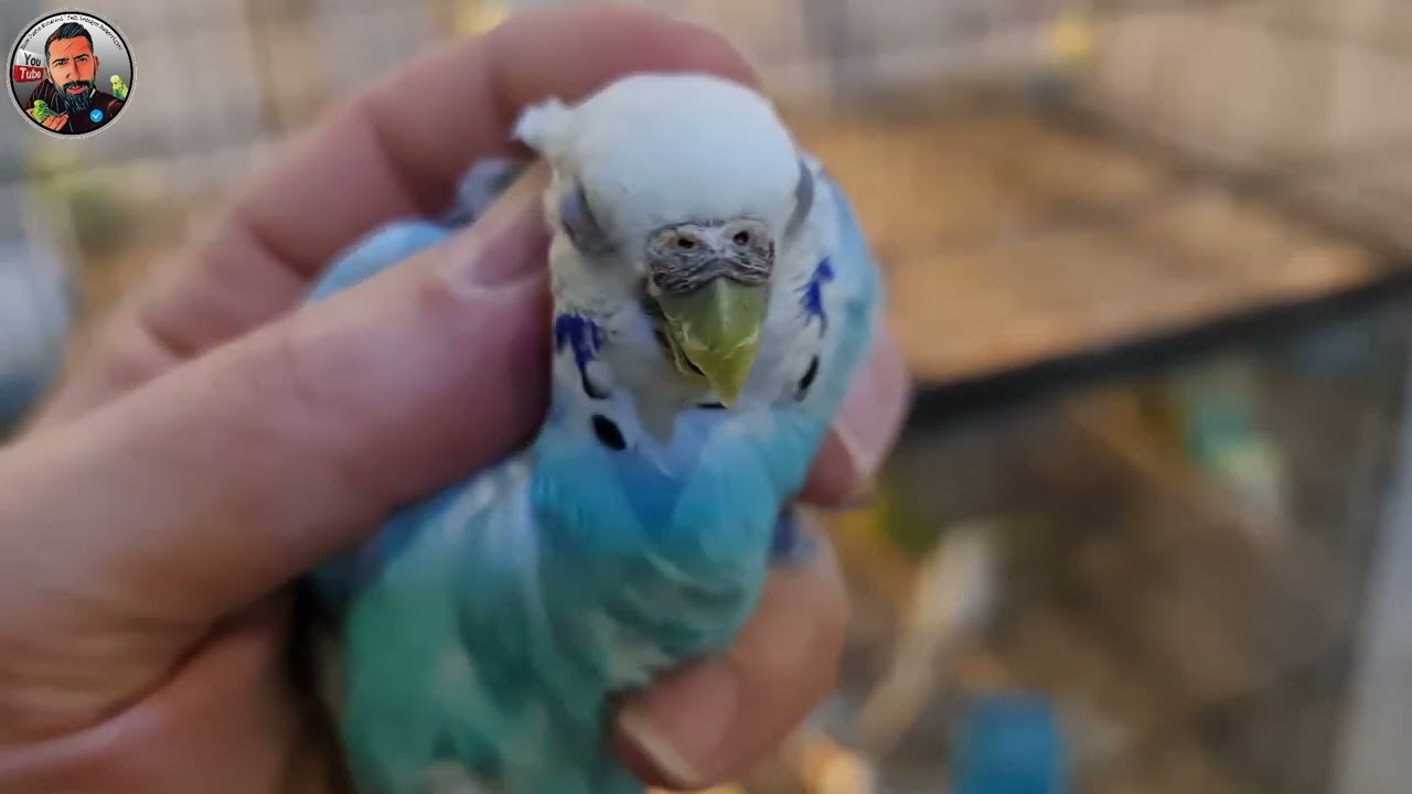Alt Kat Üretim Hanemizde Bakıcı Kuşlarımızı Eşledik