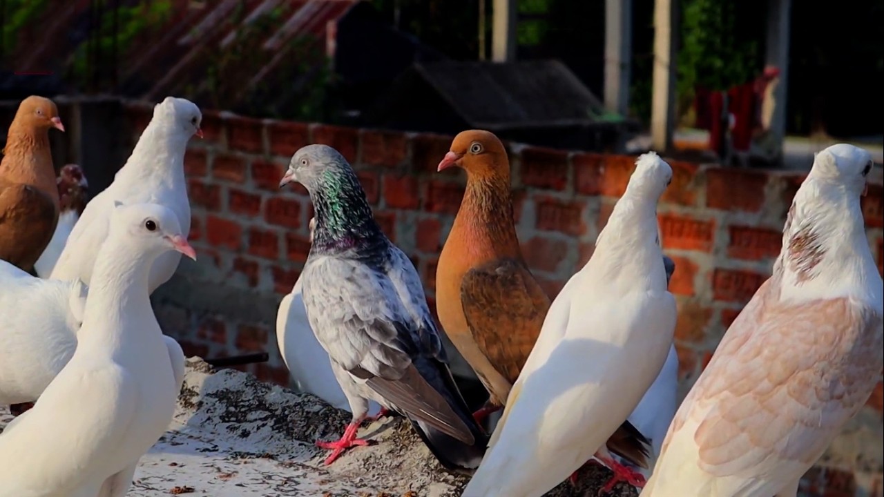 কবুতরকে কোন ধরনের ঘর করে দিবেন || Barishal Voice || Kalam Khan 's New Video about Pigeons