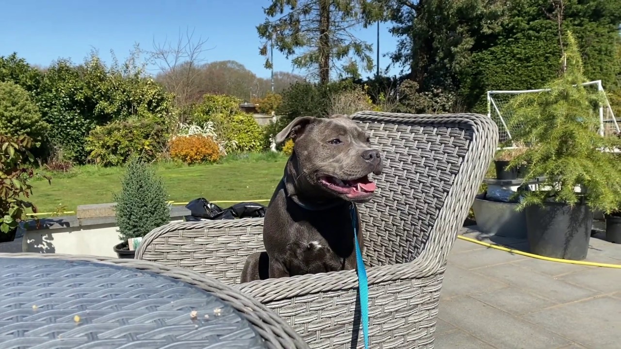 Ivy the Staffy Puppy 8 weeks to 8 months