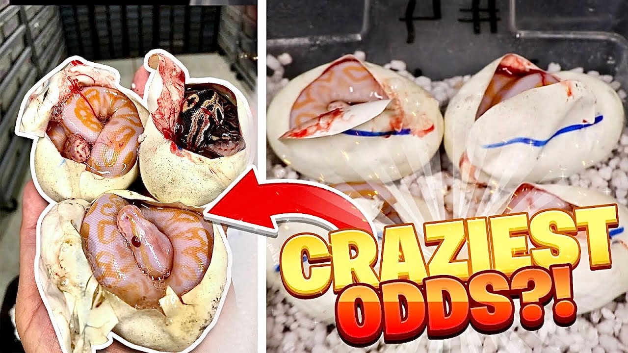 You Won't Believe What We Hatched!! Cutting Snake Eggs!!