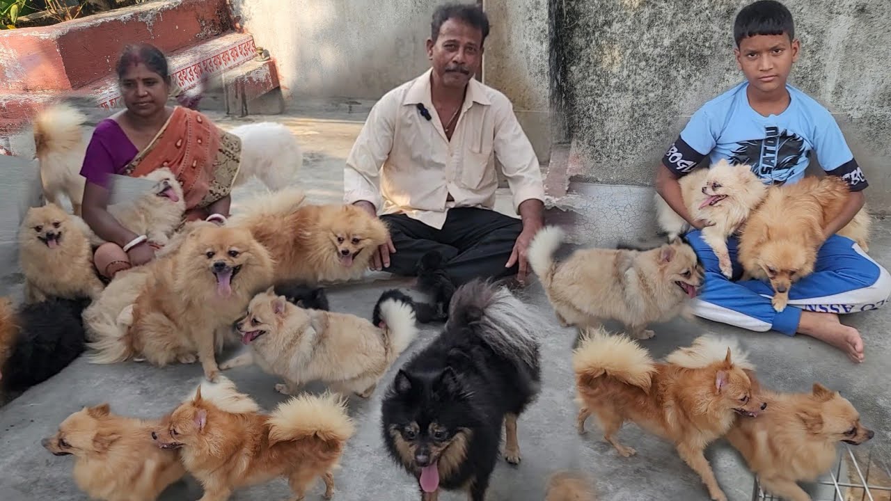 BIGGEST POMERANIAN DOG KENNEL KOLKATA|BEST QUALITY POMERANIAN PUPPY SELL IN KOLKATA