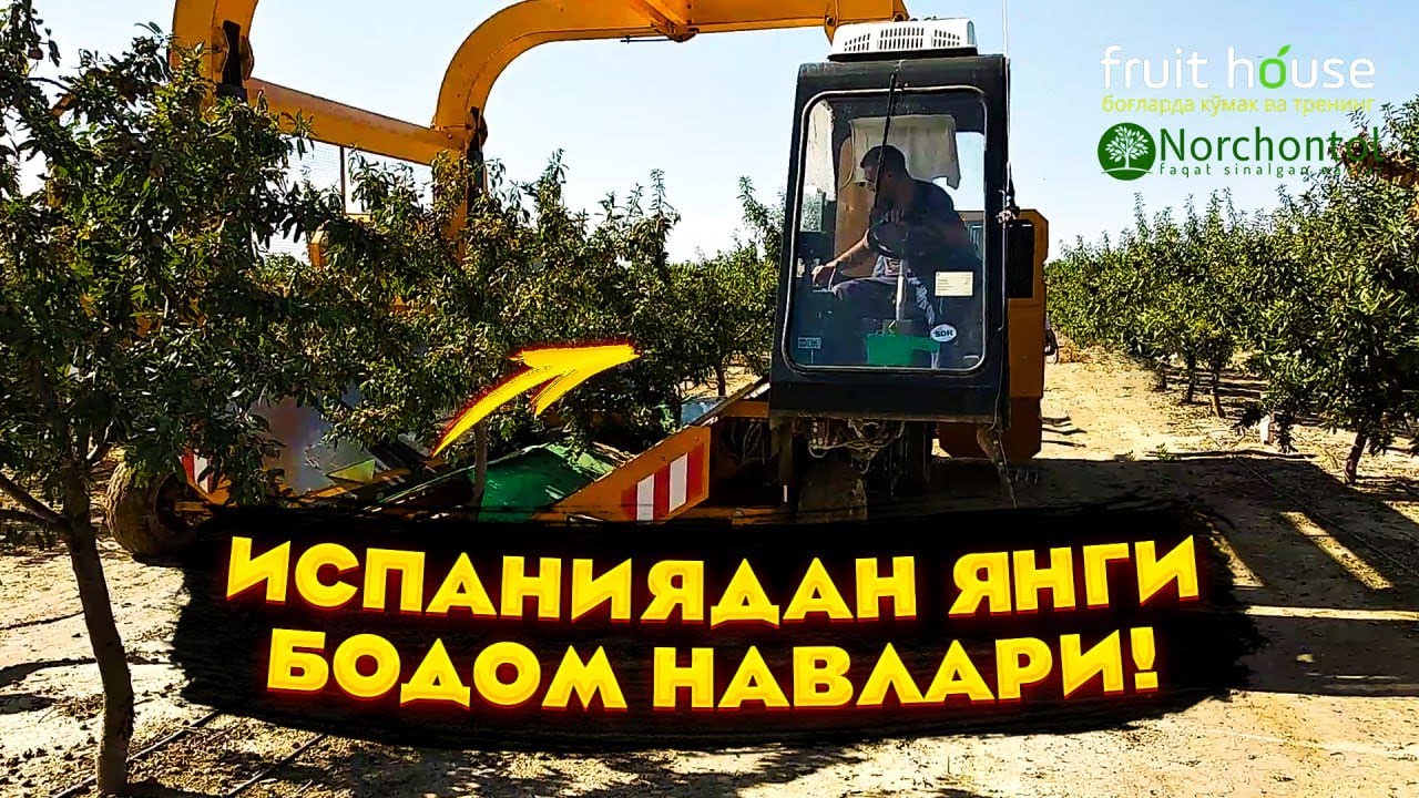 Суғорилмас ерда ўсадиган бодом навлари, Испания.