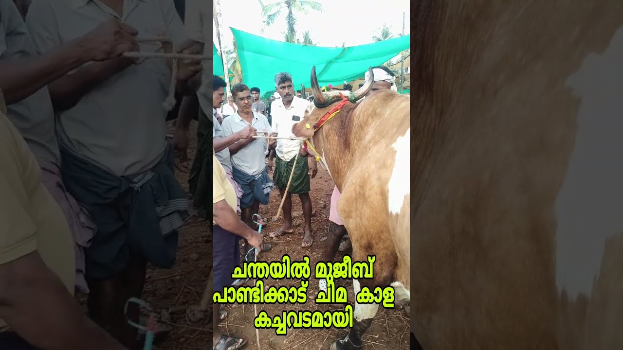 മഞ്ചേരി ചോലക്കൽ പയ്യനാട് ചന്തയിൽ കച്ചവടം ആയ പാണ്ടിക്കാട് മുജീബ് കാള ചോദ്യം 97 500 ആയിരുന്നു