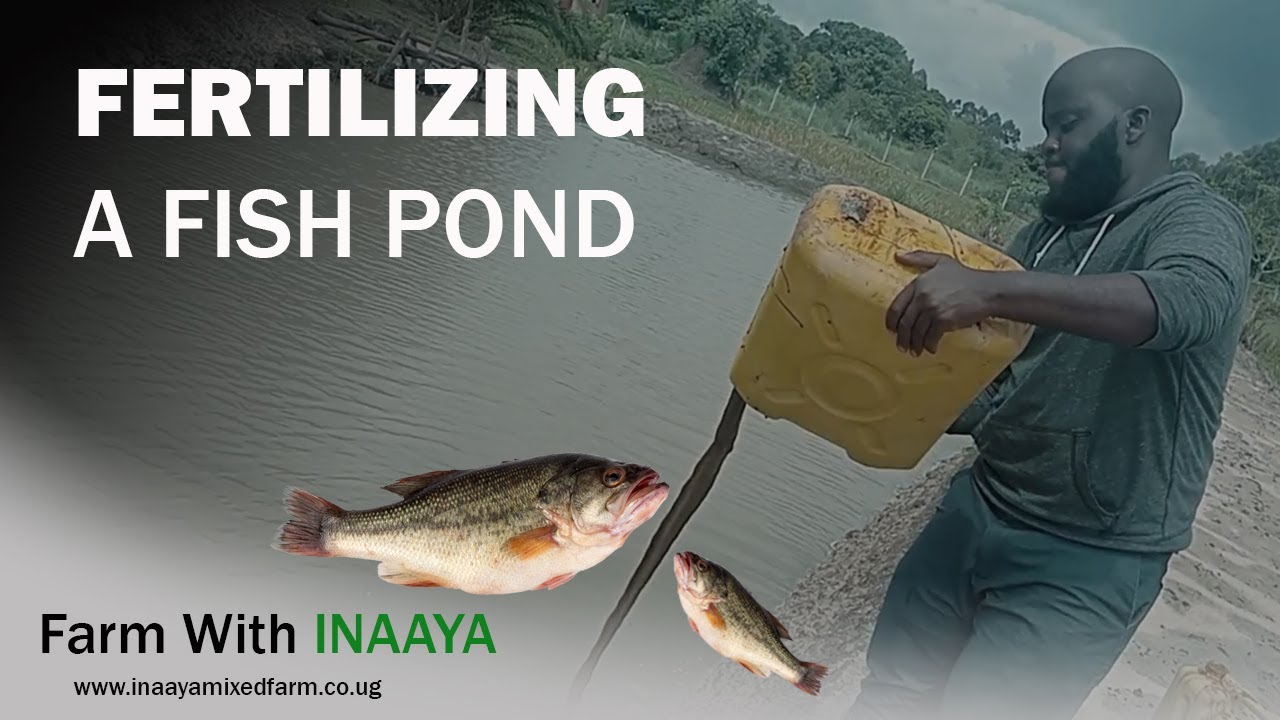 How To Fertilize A Fish Pond & its Benefits