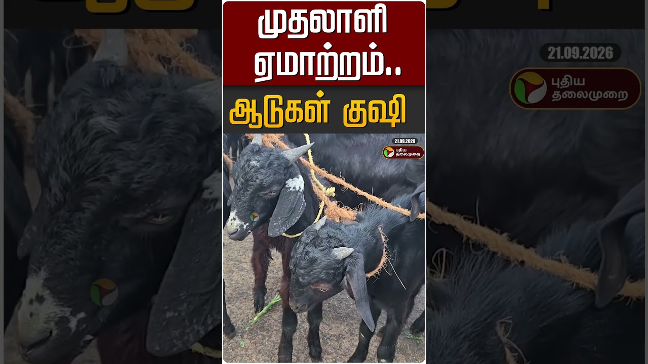 முதலாளி ஏமாற்றம்.. ஆடுகள் குஷி #shorts