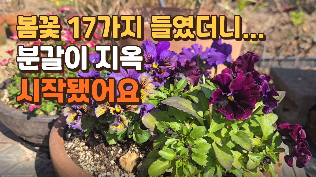 봄꽃 17가지 들였더니 분갈이 지옥 시작 | 화단 정리 & 꽃모종 심기