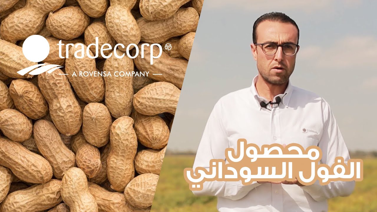 مراحل انتاج محصول الفول السوداني - المرحلة الثالثة - مرحلة النمو الخضري