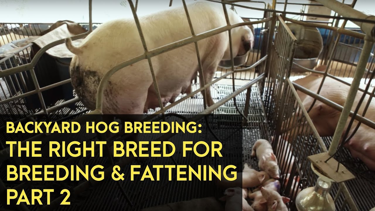 Backyard Hog Breeding: Using the right breeds for breeding, fattening | Agribusiness B-MEG Episode7B
