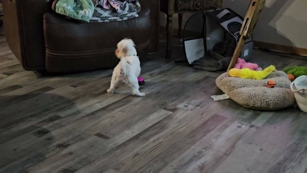 Ollie getting treats...