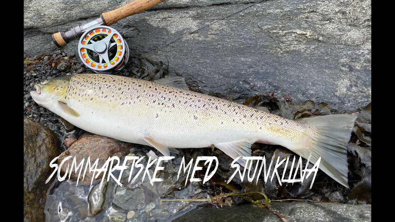 Havsöringfiske på sommaren 2020