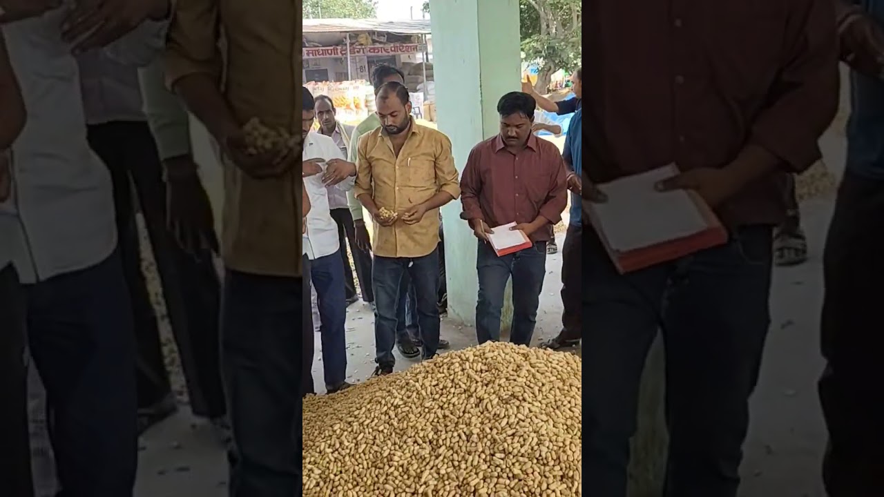 #ChomuMandiBhav #RajasthanMandi #MandiLive #KisanNews #AajKeBhav #MandiUpdate #KhetiKisani #light