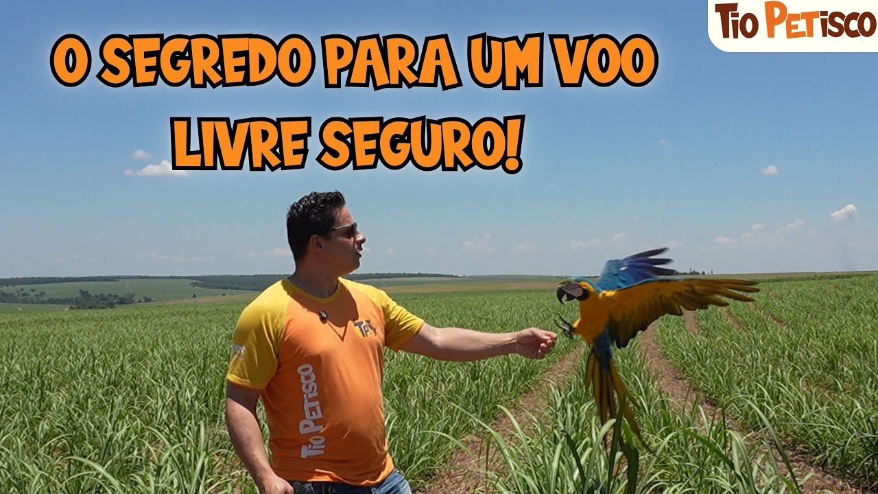 Voo livre com segurança: 🦜como treinar sua ave em vento forte sem perder o controle💨
