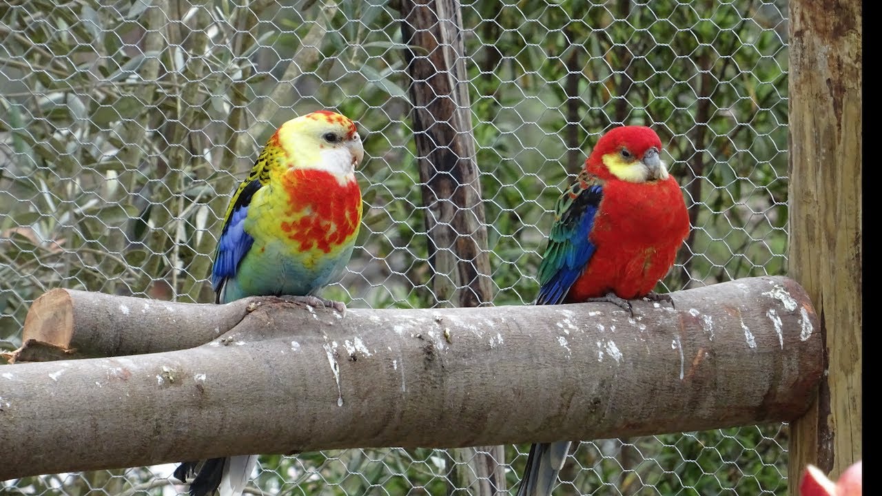 Einzug der Rosella Henne zum Hahn in die Voliere - Vergesellschaftung von Männchen und Weibchen