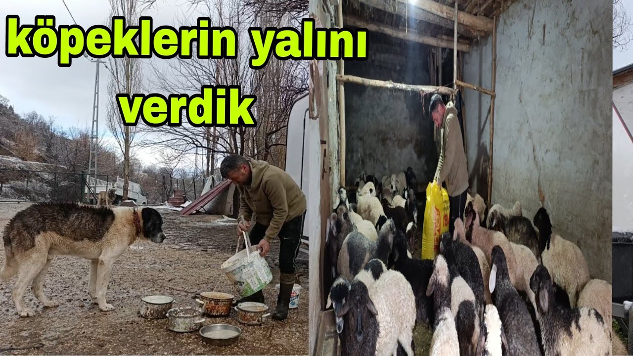 KÖYDE YAĞMUR VE KARLI GÜNÜN ARDINDAN BAHAR HAVASI VAR Arılar Çalışmaya Başlamış 