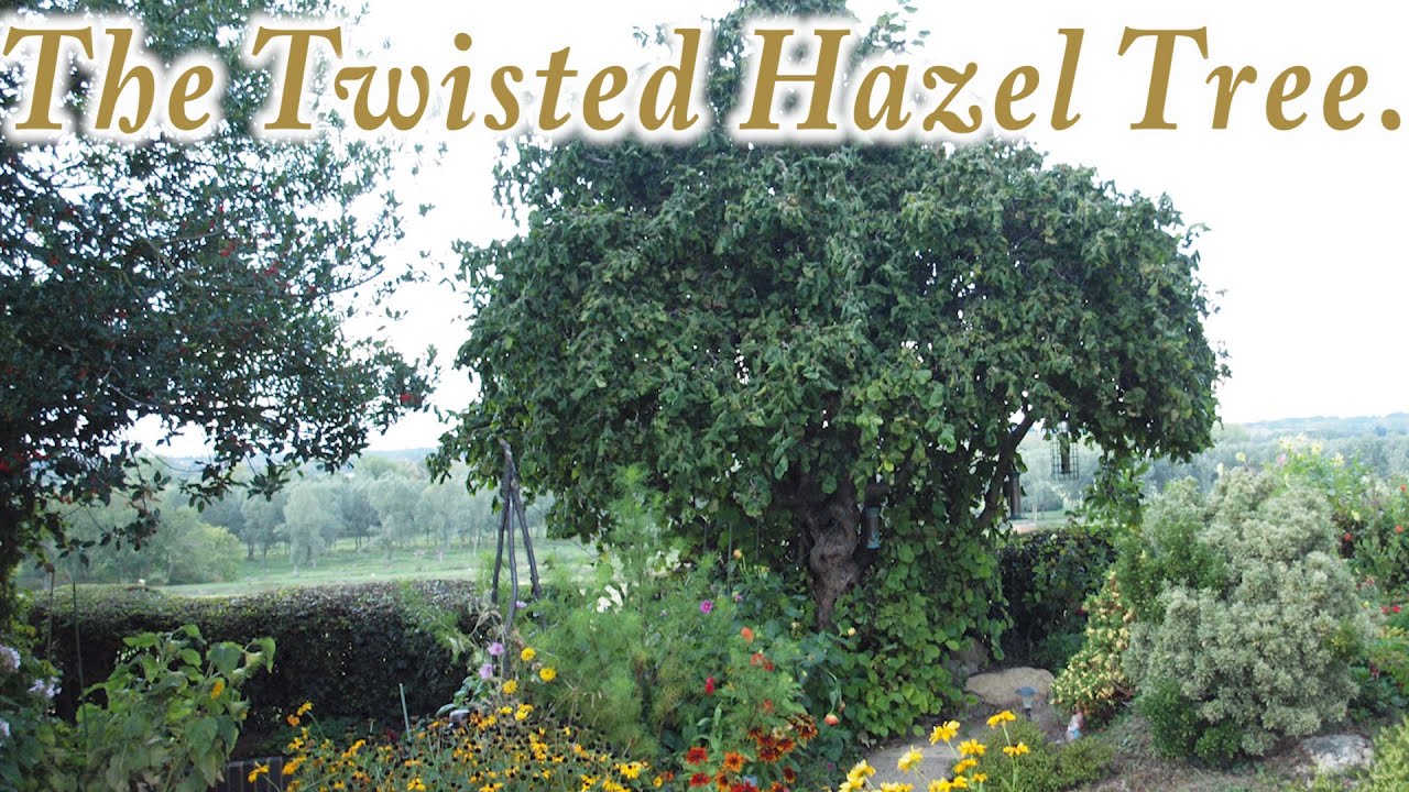 The Twisted Hazel Tree