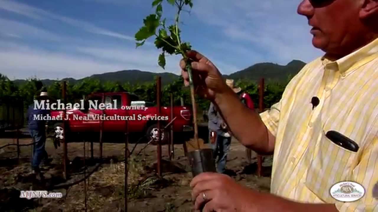 Michael Neal offers a few practical tips when Planting New Vineyard