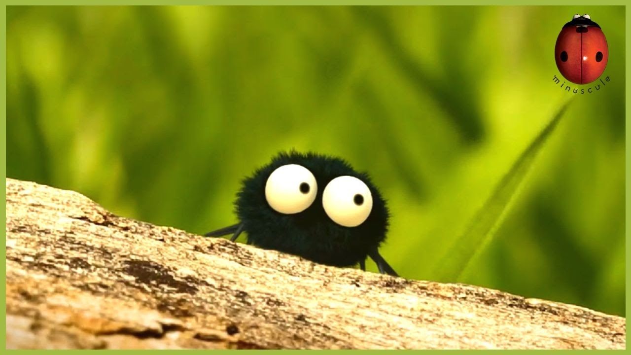 The Stubborn Spider | Minuscule 🍃 45' Compilation