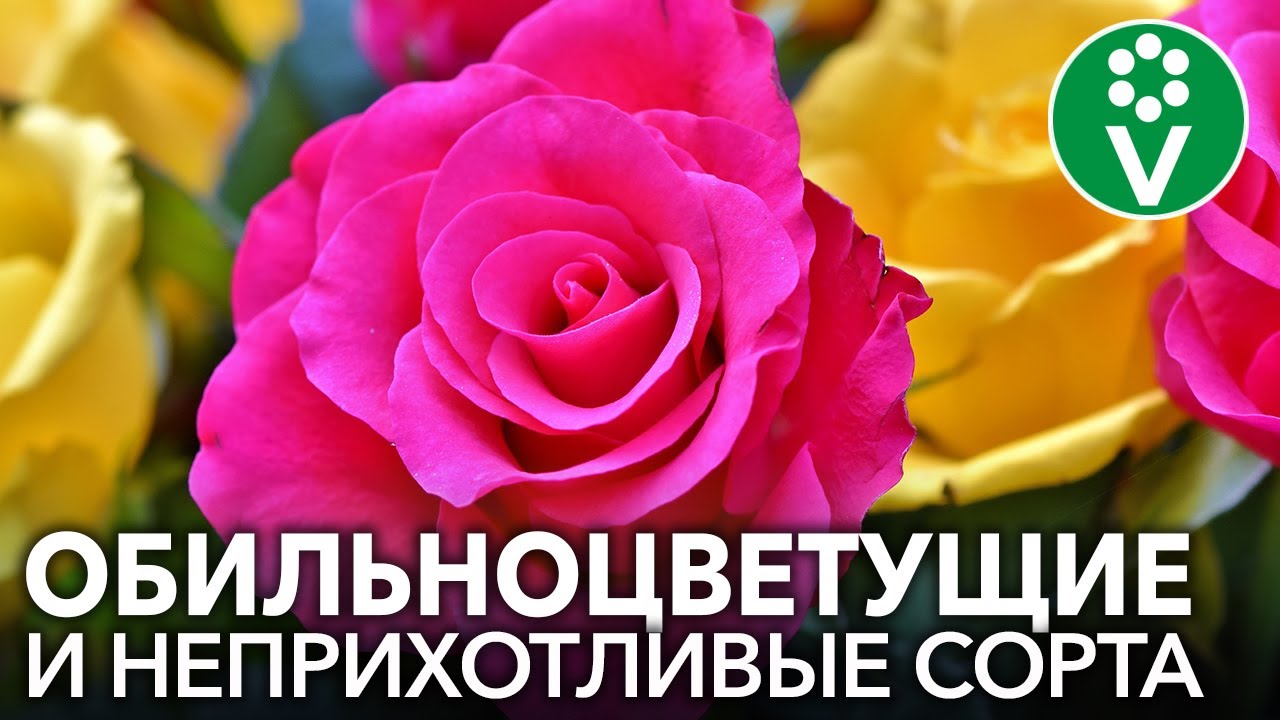 РОЗЫ ФЛОРИБУНДА: основные правила выращивания и лучшие сорта