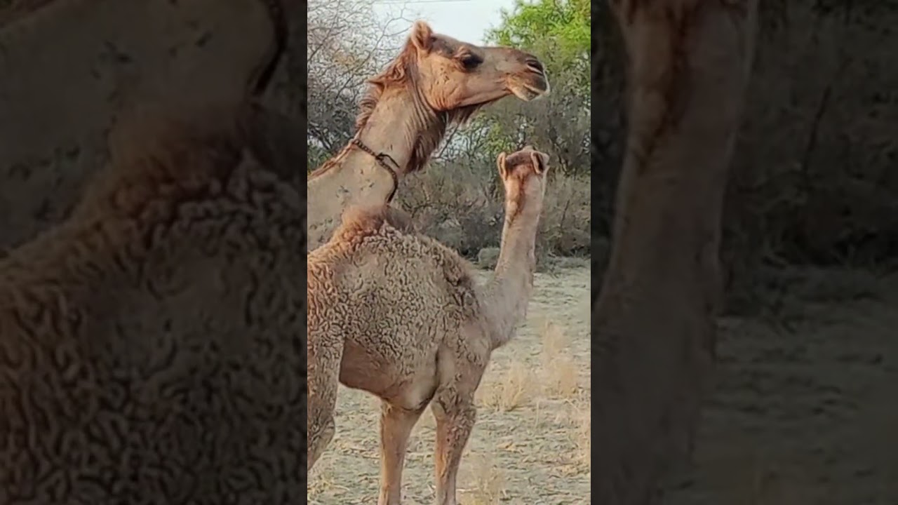 camel's video of tharparkar #camels #camel #tharparkar