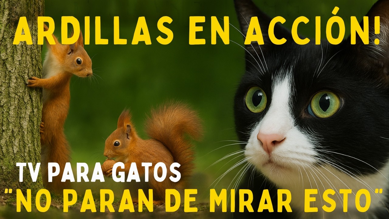 Tu Gato No Podrá Dejar de Mirar Estas Ardillas 🐿️ (TV para Gatos)
