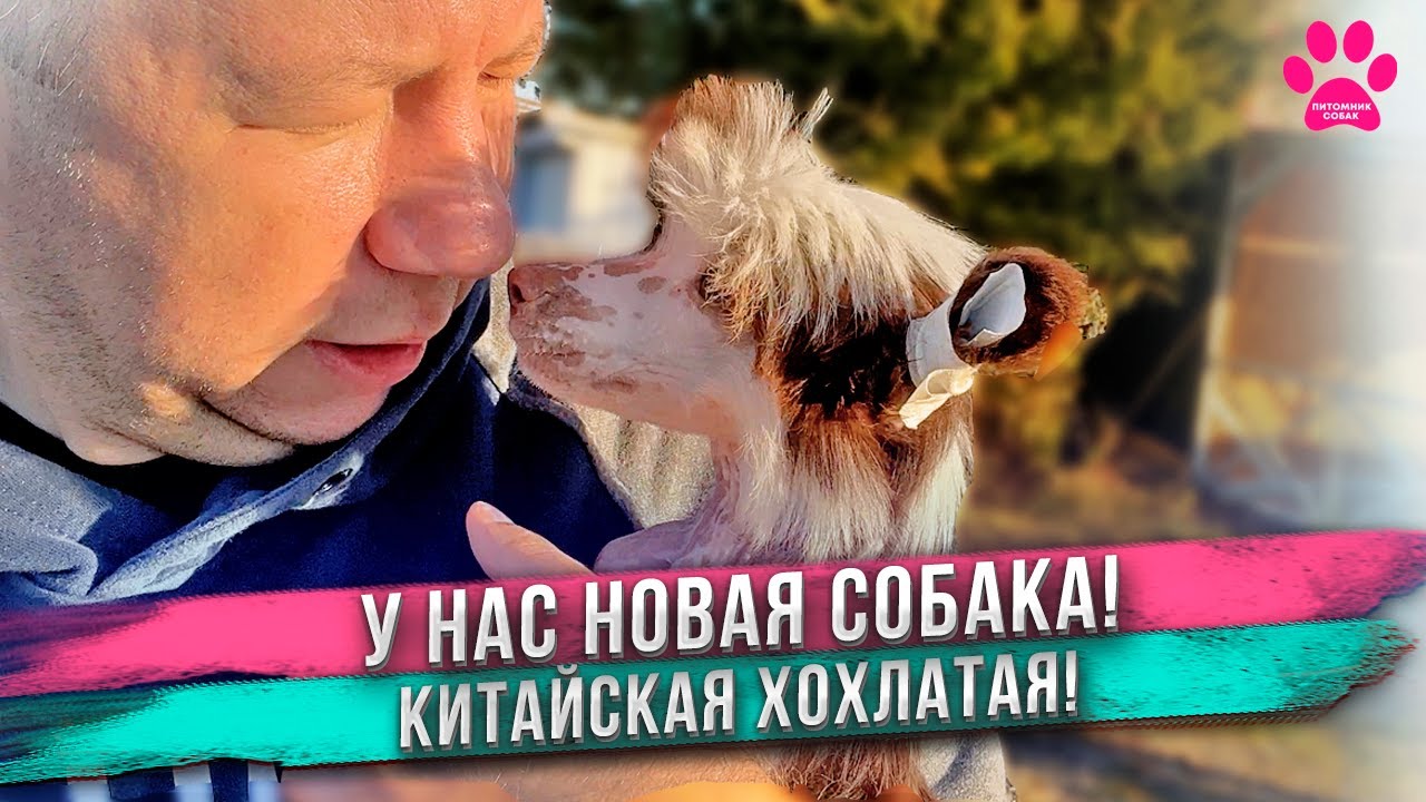 Купили собаку с тонкой душевной организацией! Возрождаем питомник Китайских Хохлатых Собак!