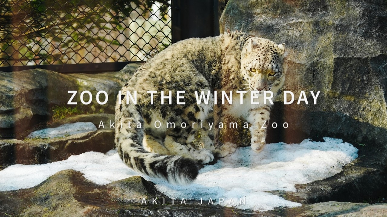 ZOO IN THE WINTER  Akita Omoriyama Zoo  4K60PHDR  Akita Japan