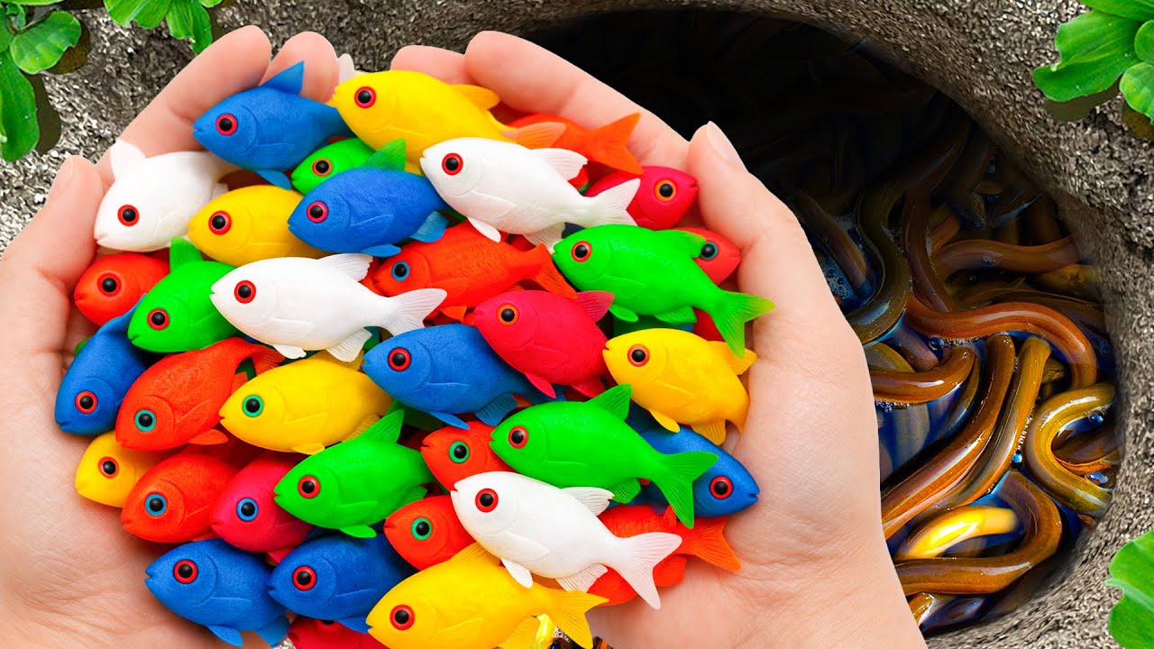 Catch Beautiful Aquarium Fish in Giant Colorful Egg, Baby Turtle, Pencil Fish, Tetra,Koi, Baby Shark