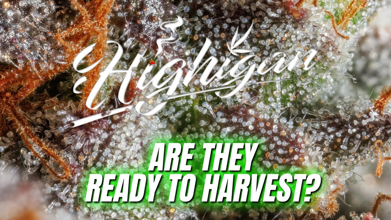 Are They Ready For Harvest? Over A Week Without Watering..