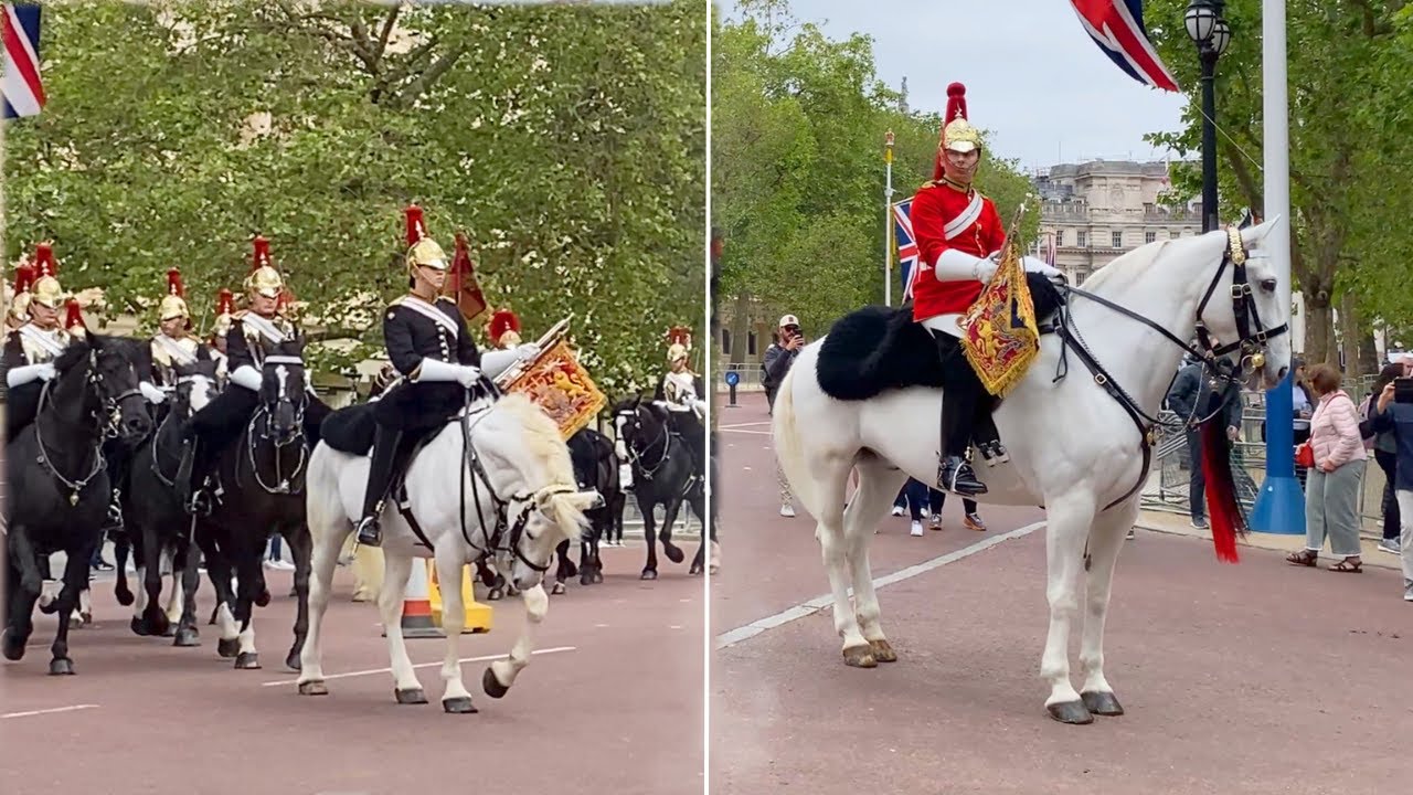 Everyone Amazed to see the Trumpeters on a beautiful King's White Horse.