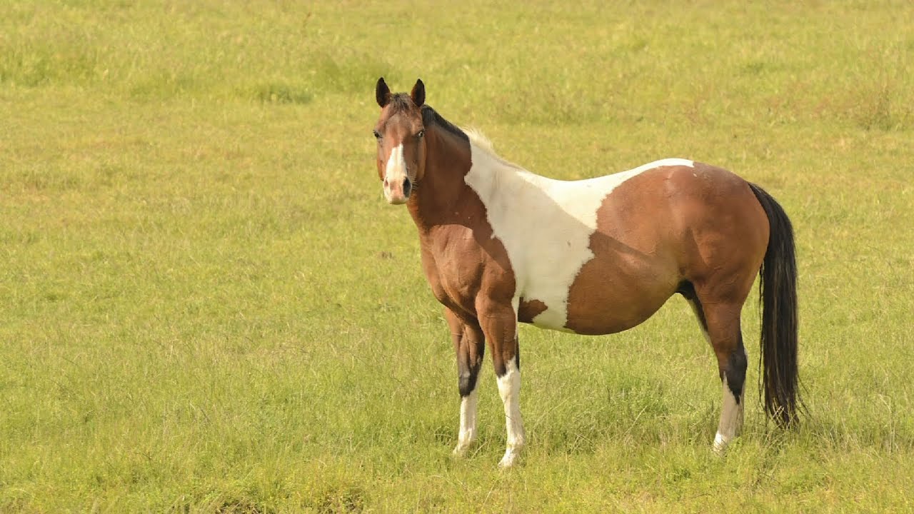 What should I feed my pregnant mare?
