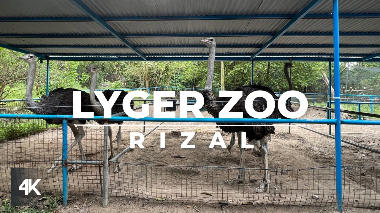 Lyger Zoo | BEST ZOO In The Philippines!!? | Walking Tour | 4K | ETV Walking Tour