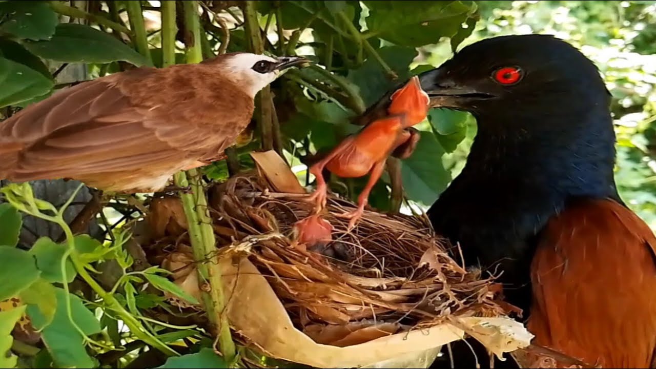 Greater coual Birds steal a Yellow vented bulbul chick to eat