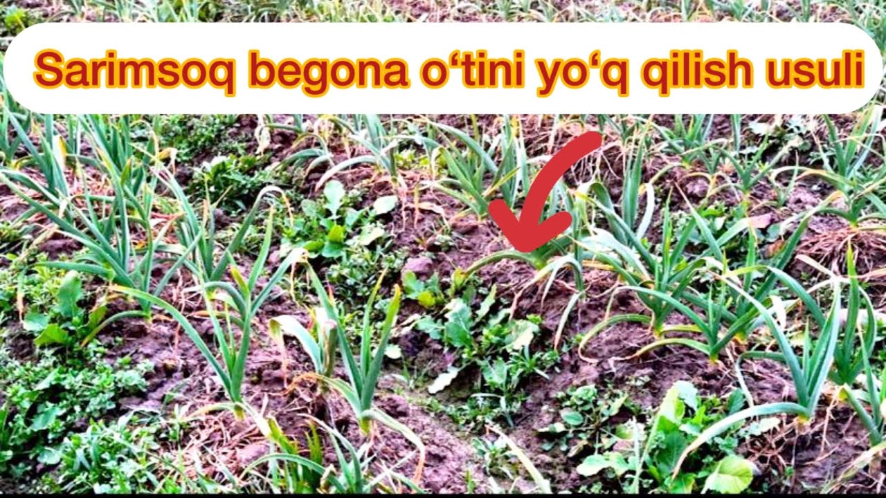Sarimsoq dalasida begona o‘tlarni yo‘q qilishning samarali 