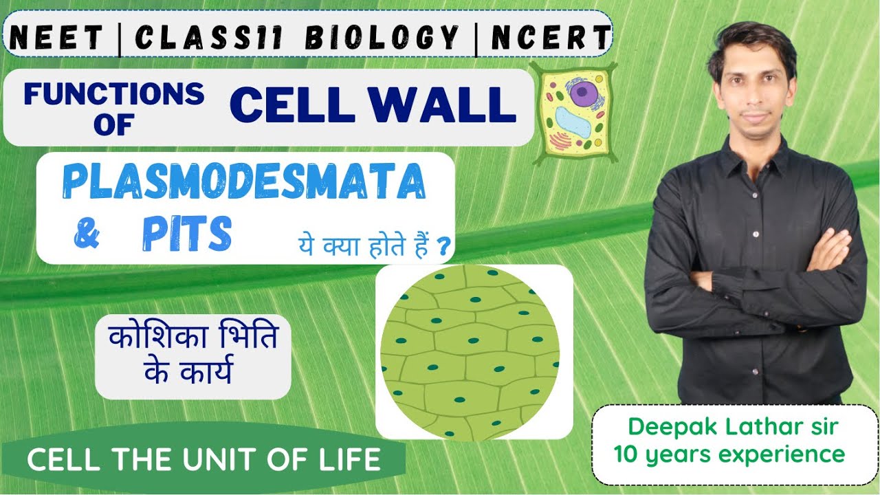 PLASMODESMATA | PITS | FUNCTIONS of Cell Wall | Types of Pits | Plant 🌱 Cell Wall | Cell Wall part-3
