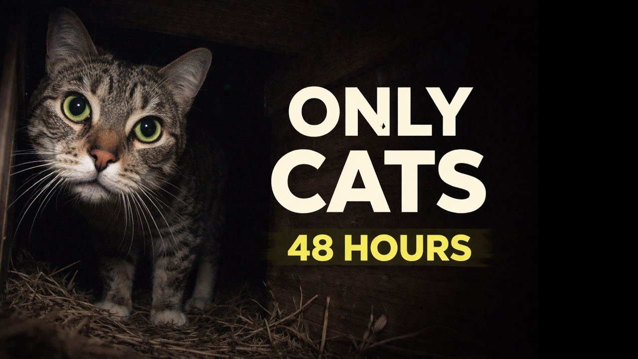 Only Cats Visited the Wildlife Box for 48 Hours | Trail Cam