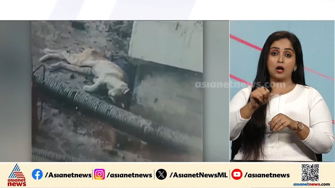 പ്രാർത്ഥനയോടെ പൂച്ച പ്രേമികൾ, സുഭാഷിനെ പിടികൂടാനുള്ള ദൗത്യം പുനരാരംഭിക്കുന്നു