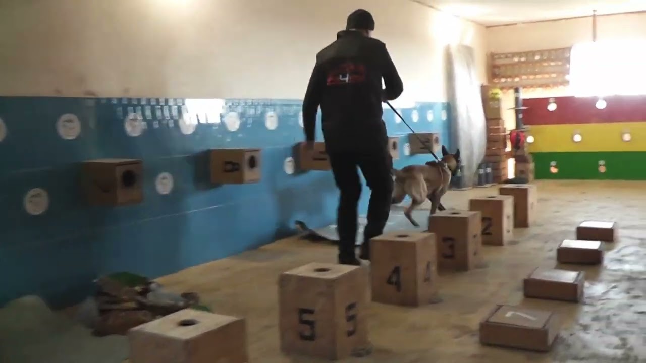 K-9 Best Detection №2 Мега