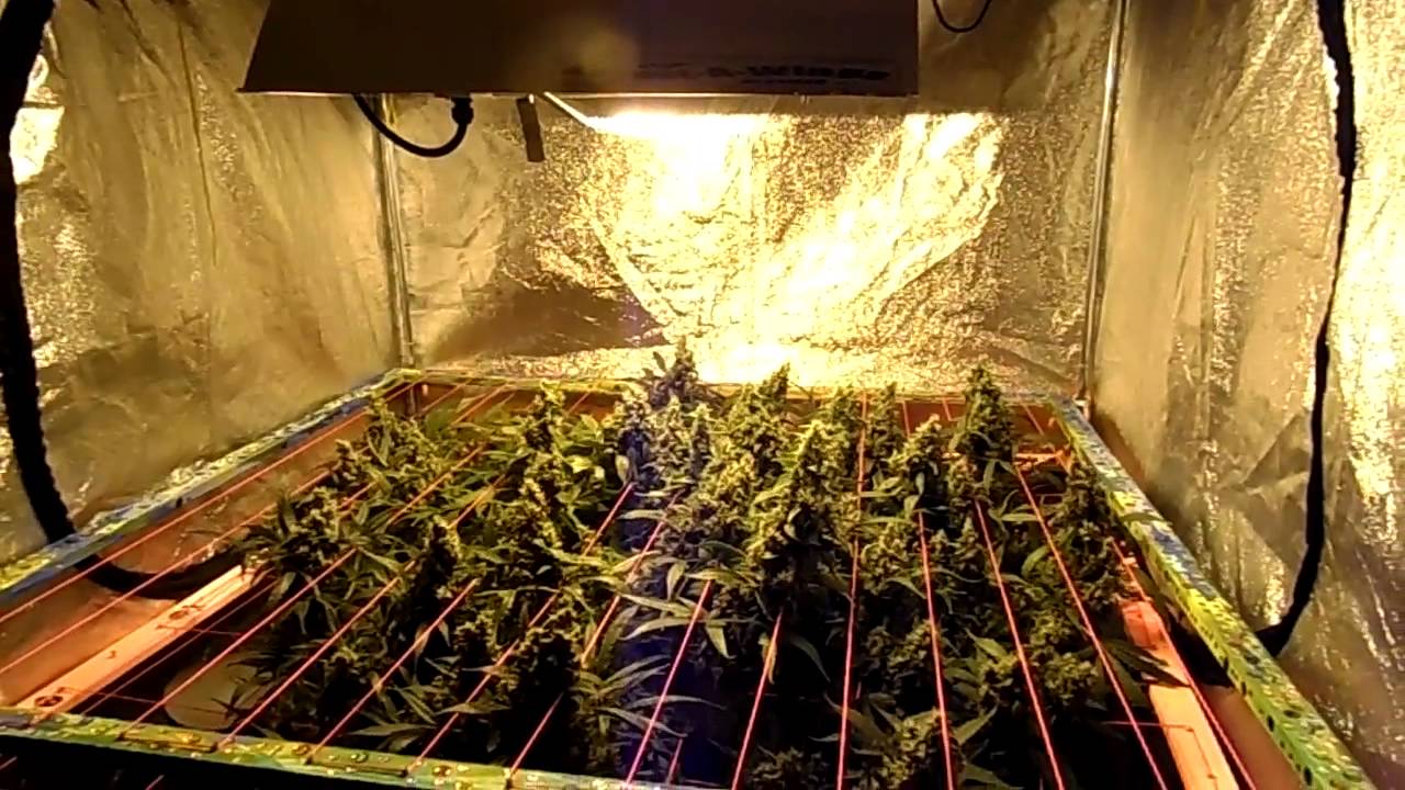 Jack Herer Waterfarm video 001