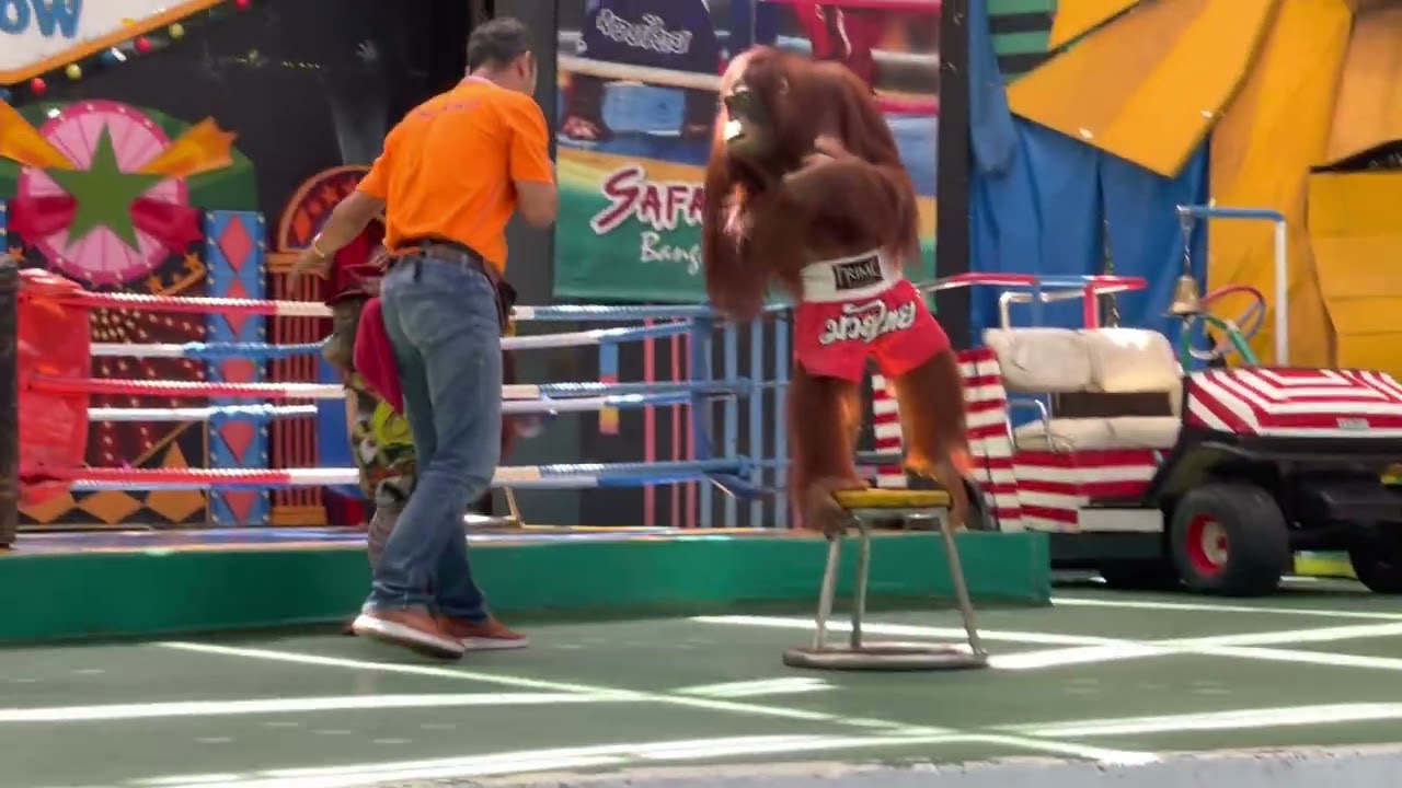 โชว์ลิงอุรังอุตังชกมวย Orangutan Show