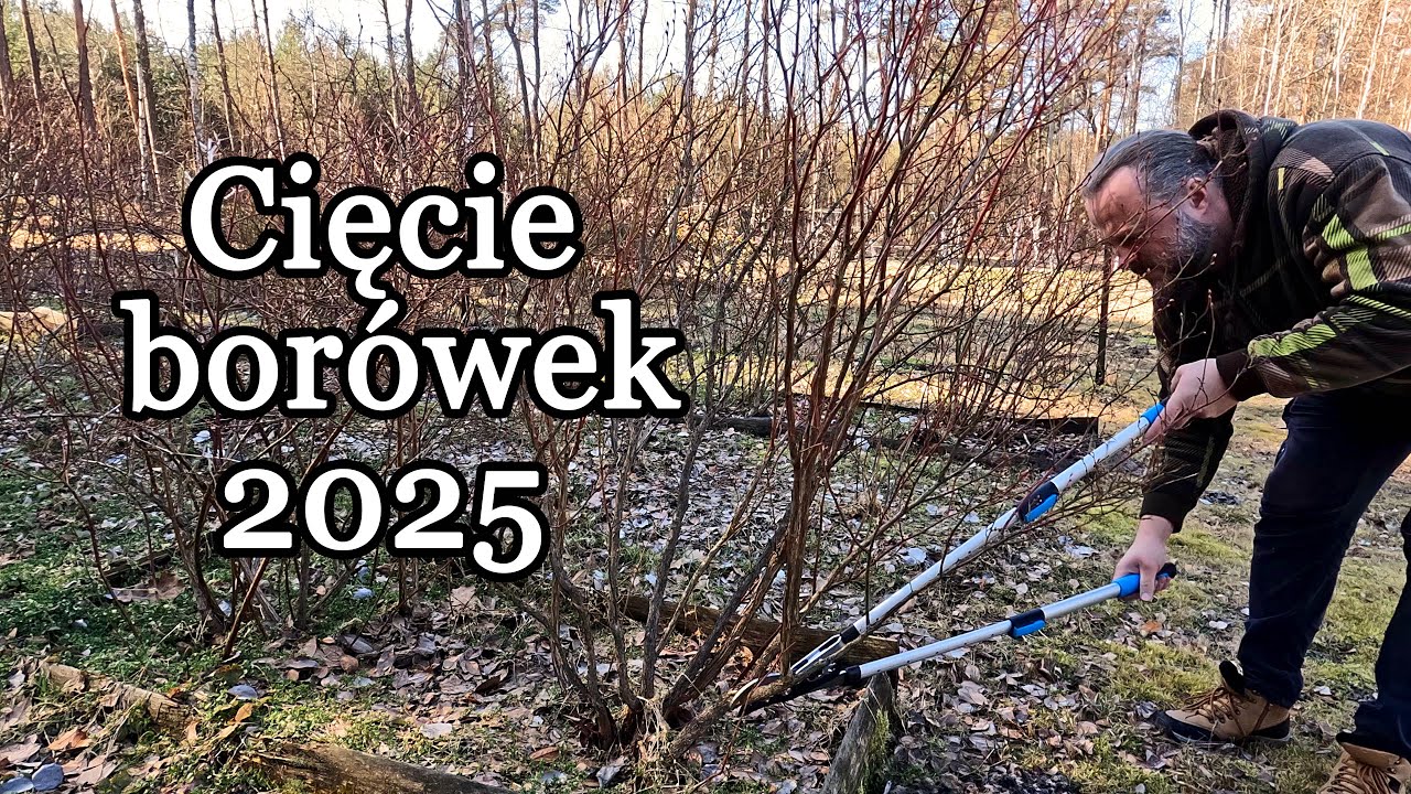 Cięcie borówek 2025